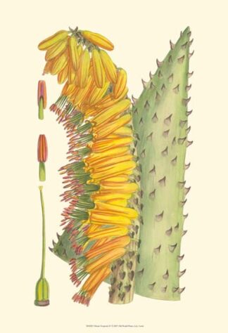 Vibrant Tropicals IV