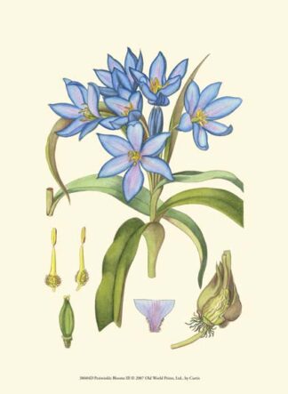 Periwinkle Blooms III