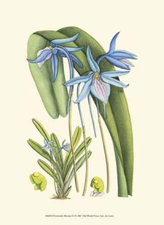 Periwinkle Blooms IV