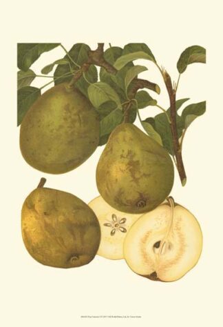 Pear Varieties I