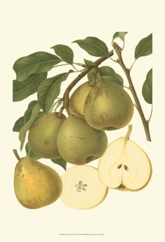 Pear Varieties II