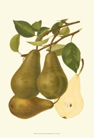 Pear Varieties IV