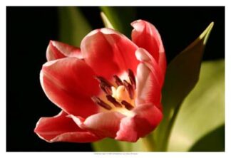 Red Tulip IV