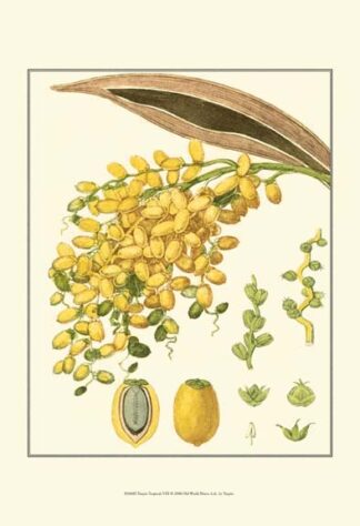 Turpin Tropicals VIII