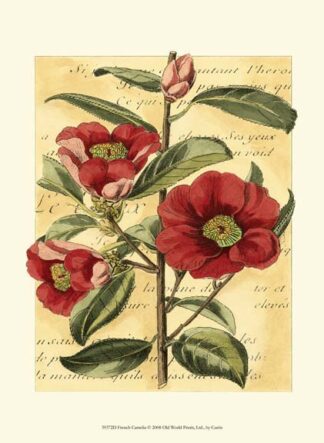 French Camelia