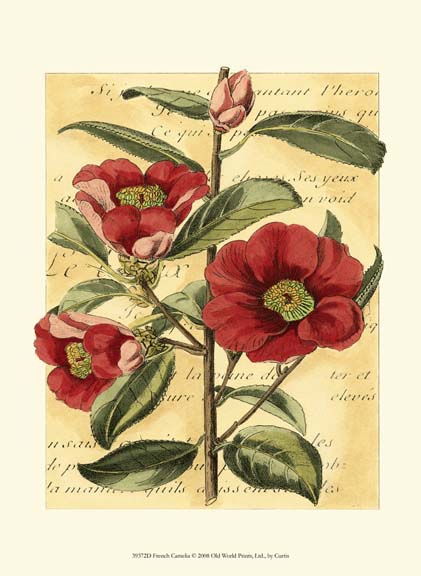French Camelia