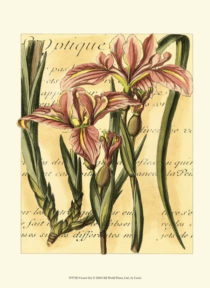 French Iris