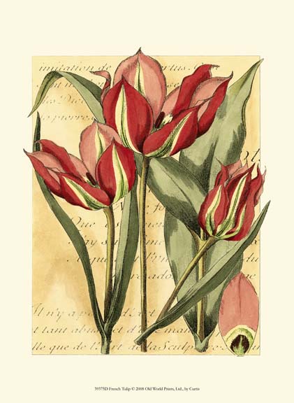 French Tulip