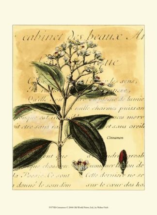 Cinnamon