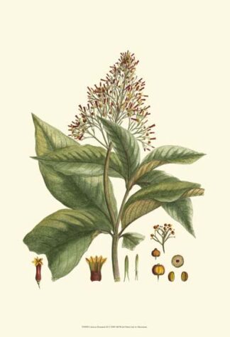 Crimson Botanical III