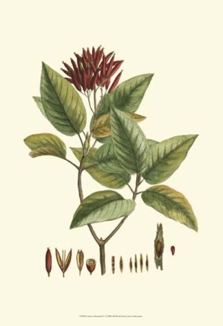 Crimson Botanical IV