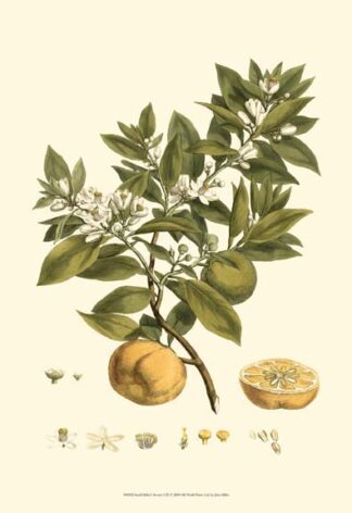 Small Miller's Bounty I (P)