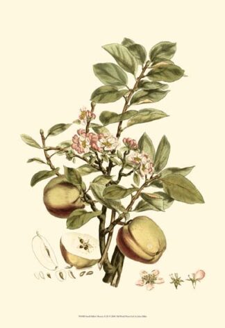 Small Miller's Bounty II (P)