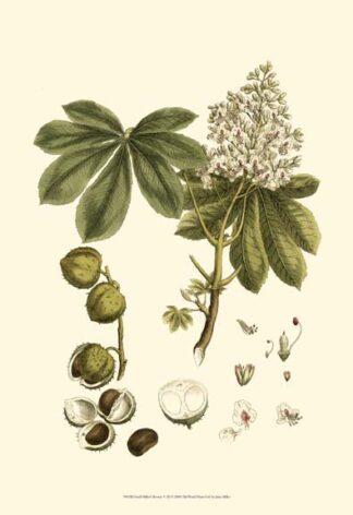 Small Miller's Bounty V (P)