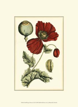 Small Poppy Blooms II (P)