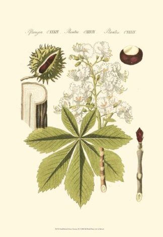 Small Bertruch Horse Chestnut (P)
