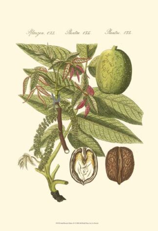 Small Bertruch Walnut (P)