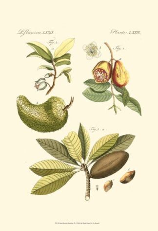 Small Bertruch Breadfruit (P)