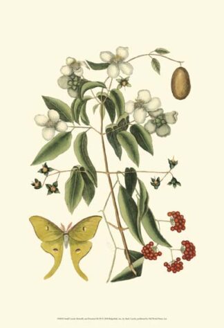 Sm Catesby Butterfly&Botan. III (P)