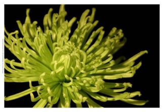 Small Fuji Mum I (P)