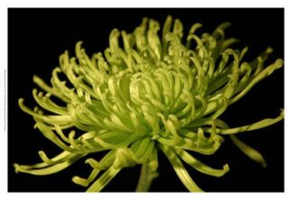 Small Fuji Mum II (P)