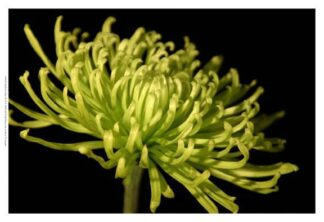 Small Fuji Mum III (P)