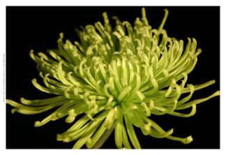 Small Fuji Mum IV (P)