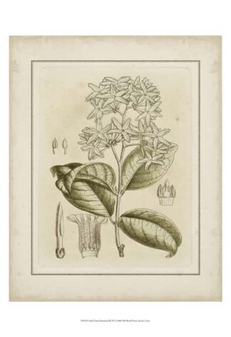 Small Tinted Botanical III (P)