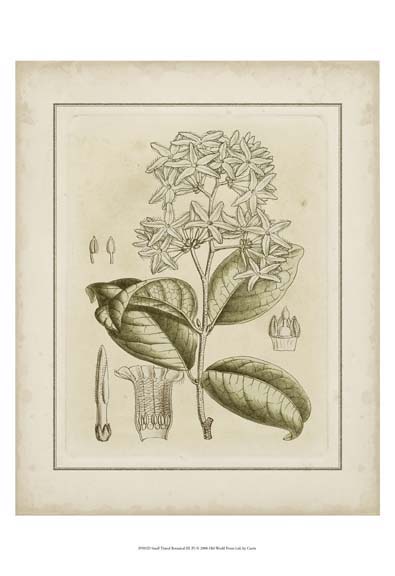 Small Tinted Botanical III (P)