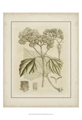 Small Tinted Botanical IV (P)