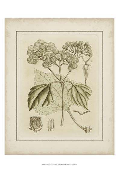 Small Tinted Botanical IV (P)