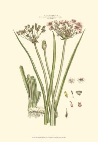 Small Blushing Pink Florals VIII(P)