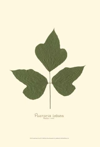 Small Kudzu Vine (P)