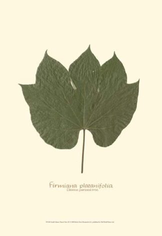 Small Chinese Parasol Tree (P)