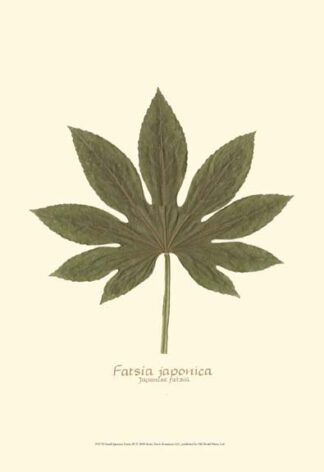 Small Japanese Fatsia (P)
