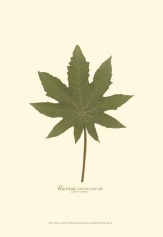 Small Castor Bean (P)