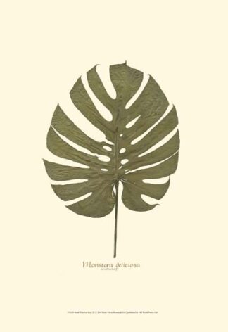 Small Windowleaf (P)