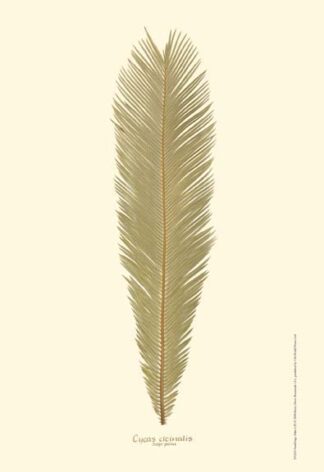 Small Sago Palm I (P)