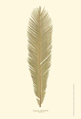 Small Sago Palm II (P)