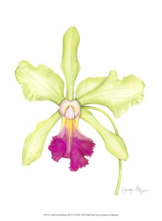Small Orchid Beauty III (U)