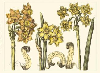 Custom Narcissus in Bloom I (U)