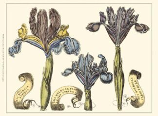 Custom Iris in Bloom II (U)