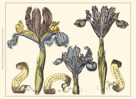 Custom Iris in Bloom II (U)