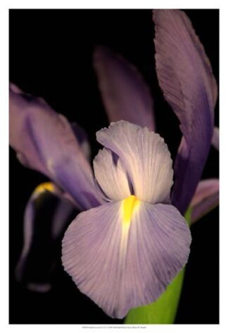 Small Sweet Iris II (U)