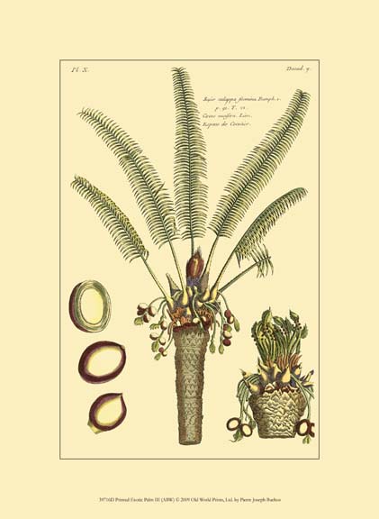 Printed Exotic Palm III