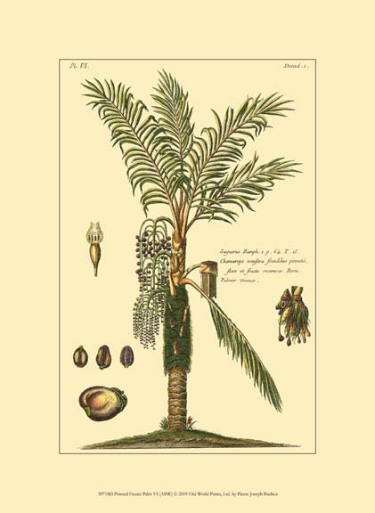 Printed Exotic Palm VI