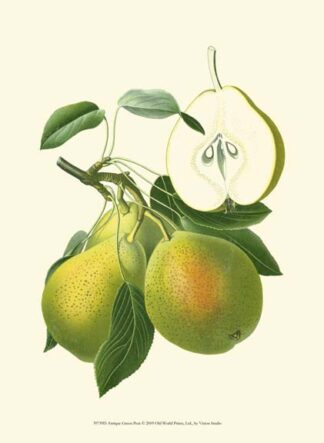 Antique Green Pear