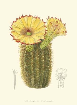 Curtis Flowering Cactus I