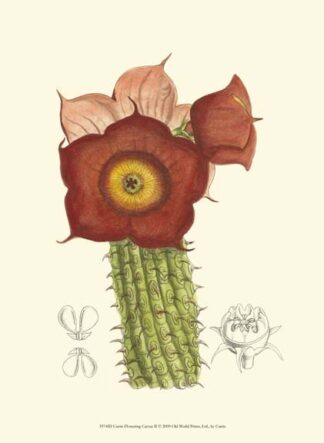 Curtis Flowering Cactus II