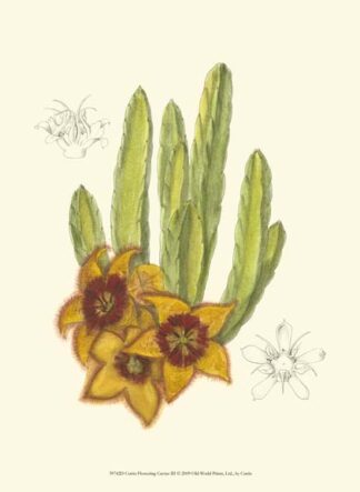 Curtis Flowering Cactus III